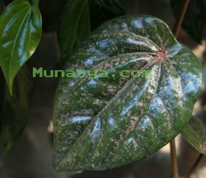 daun sirih