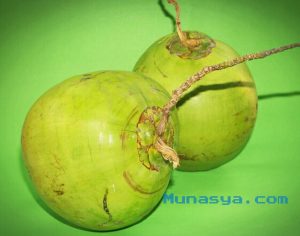 Kelapa muda
