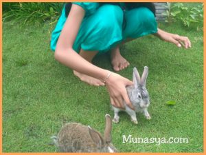 Alasan Mengapa Memelihara Kelinci