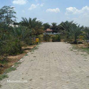 Kebun Kurma Pasuruan