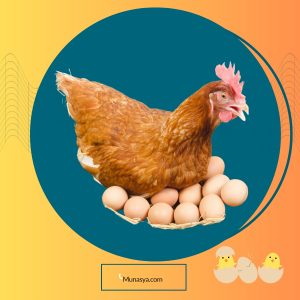 Perilaku Unik Ayam Yang Mengerami Telurnya