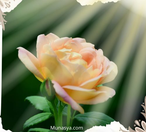 Sayangi Miss V: Intip Tanda Pembersih Kewanitaan yang Aman